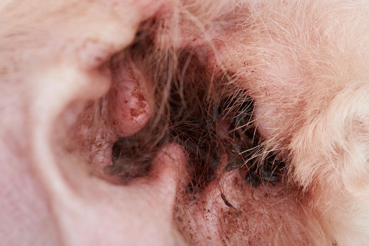 Brown Stuff in Dog’s Ear: What You Need to Know