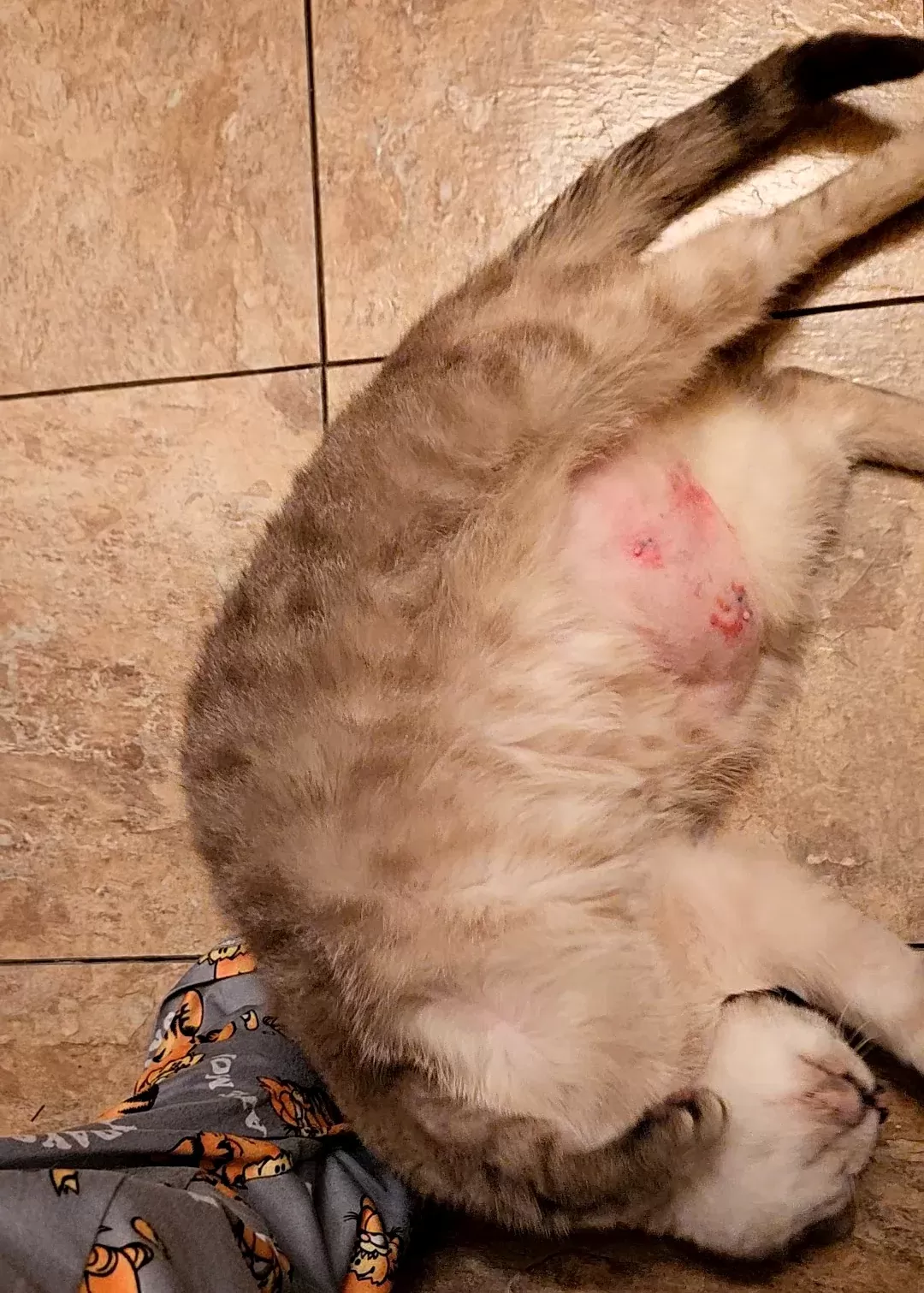 Cat Licking Herself Raw: Causes, Treatments, and Prevention
