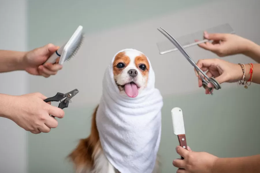 la oreja del perro está mojada por dentro