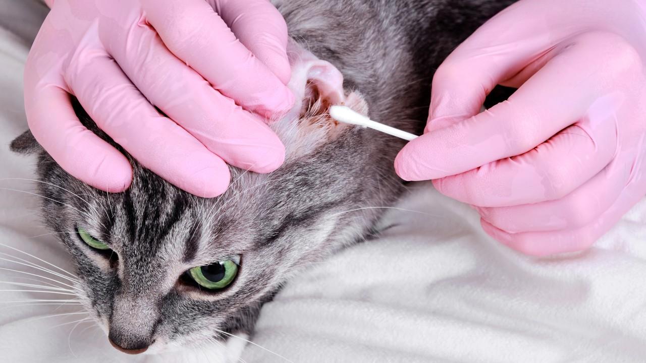 cleaning cats ear with mites​