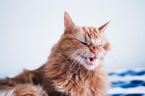 gato estornuda mucho