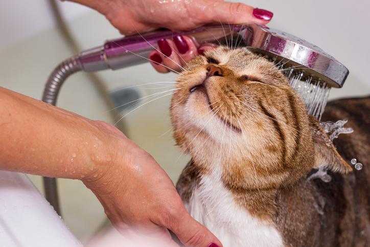wie man einer Katze ein Flohbad gibt