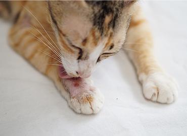 ulcères de peau de chat