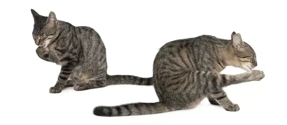 Stress-Induced Overgrooming