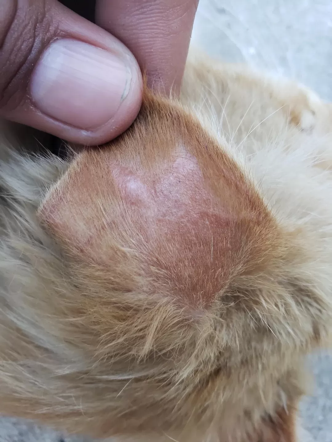 solavancos nas orelhas dos gatos no verão