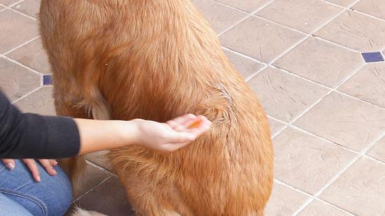 köpek yağlı kürkü