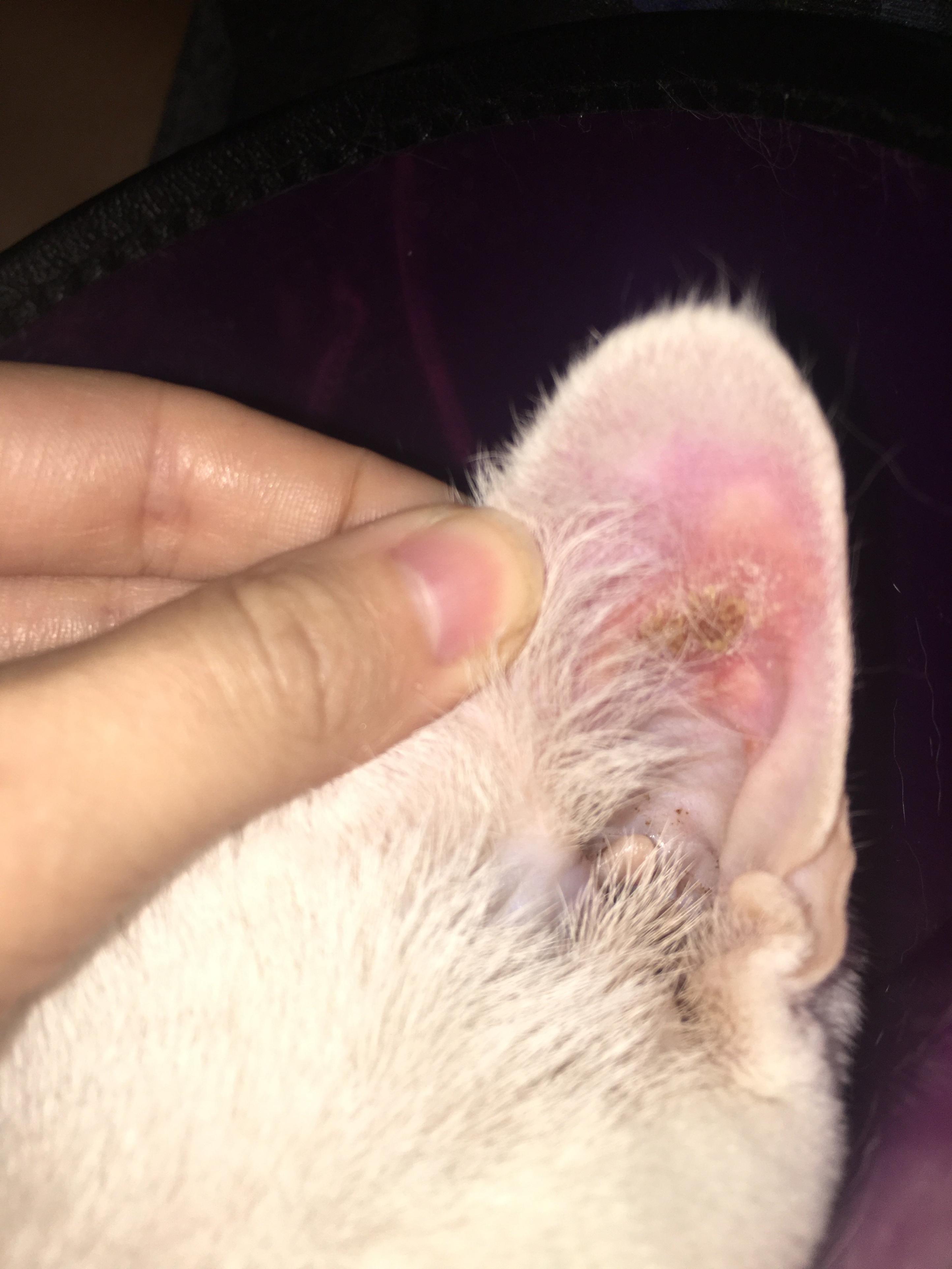 scabs on cats ears​