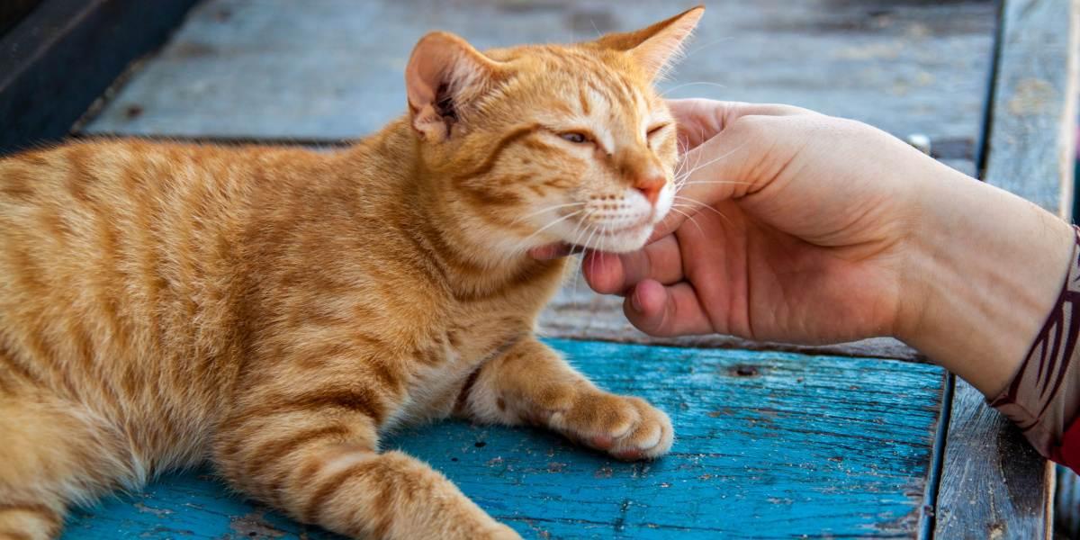 signification de la position des oreilles de chat