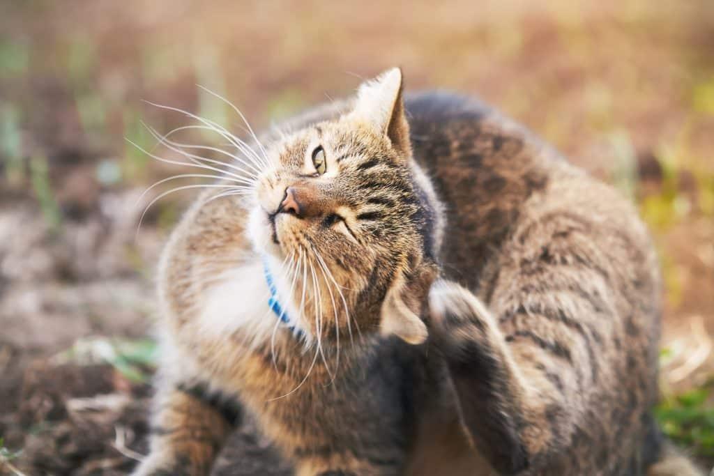 el gato sacude la cabeza pero las orejas están limpias