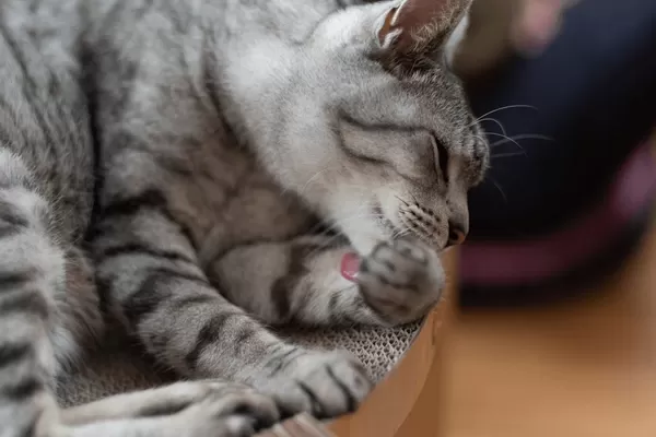pododermatite chez les chats