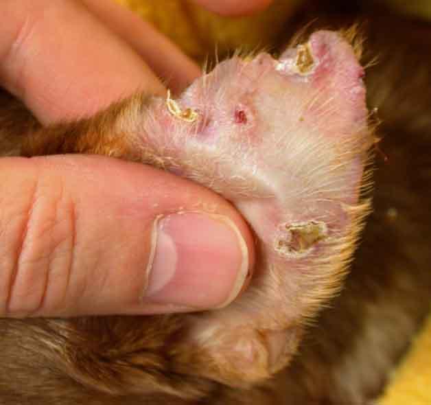 canine vasculitis ears​