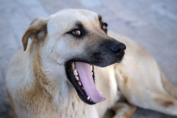 My Dog Stinks No Matter What I Do: Help!