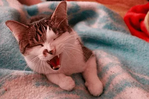 el gato estornuda mucho