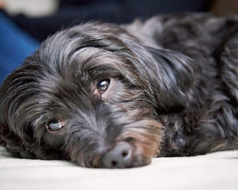 köpeklerde böbrek displazisi