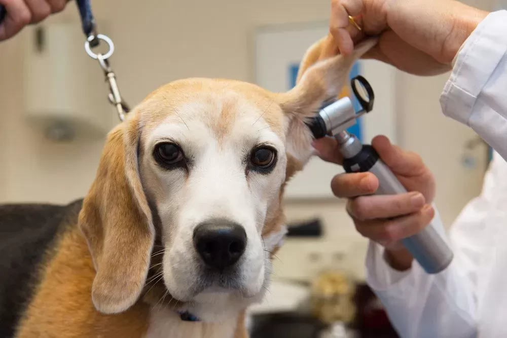 infecção do ouvido médio canino