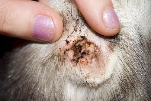 Addressing Candida in Dogs' Ears