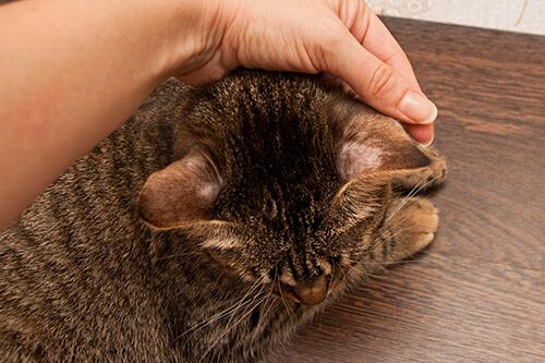 cat alopecia ears​