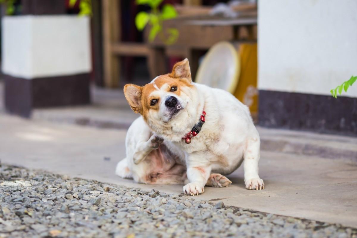 köpek tırmalama ama pire yok