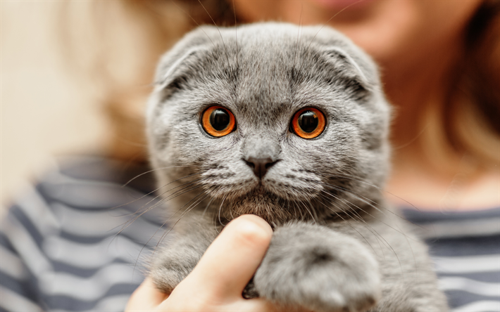 Katze mit Ohren nach unten