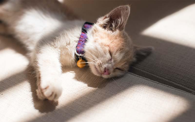 Sommerpflege für die Haut Ihrer Katze: Vollständiger Leitfaden zur Vorbeugung und Linderung