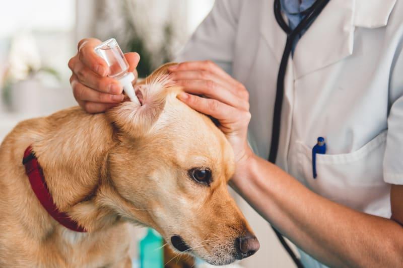 köpek kulak enfeksiyonu için amoksisilin