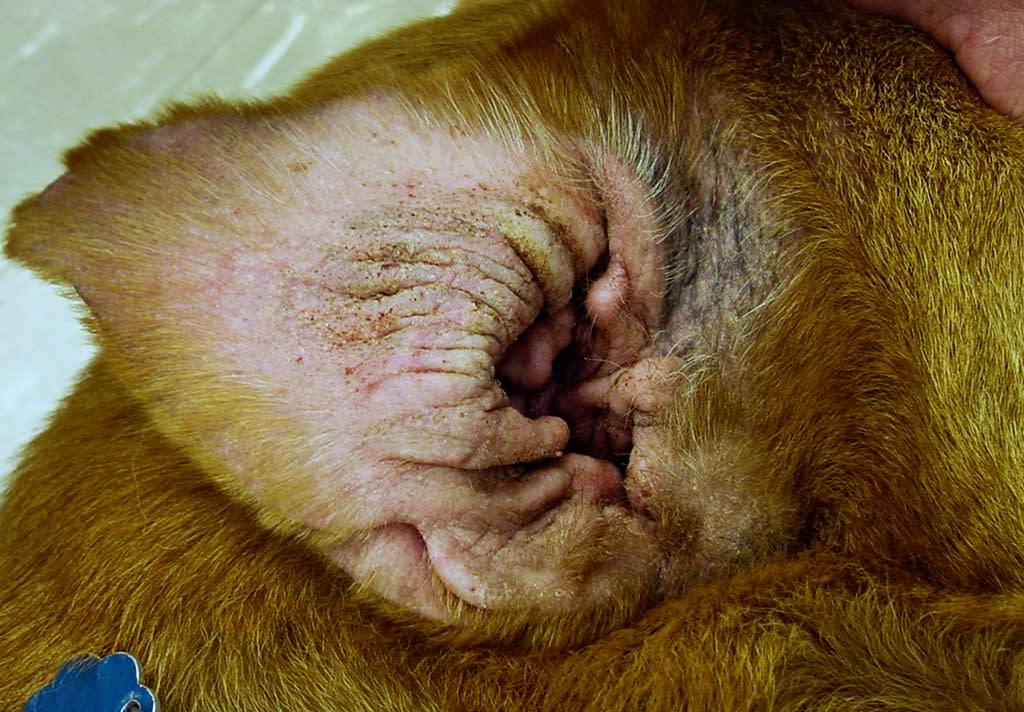 dog has dry itchy ears