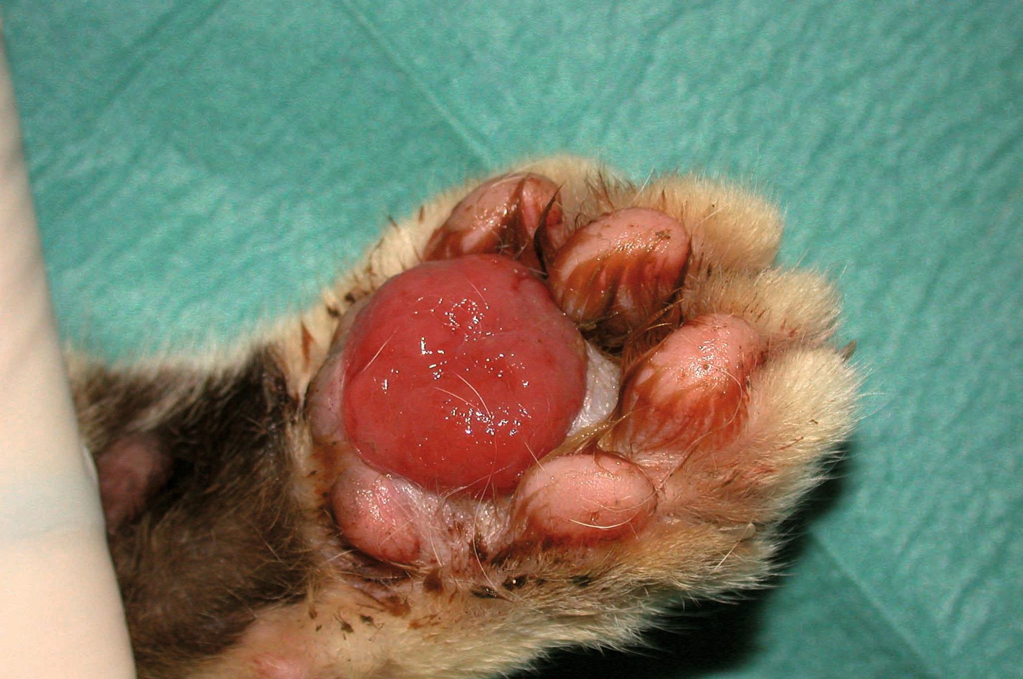 pododermatite chez les chats