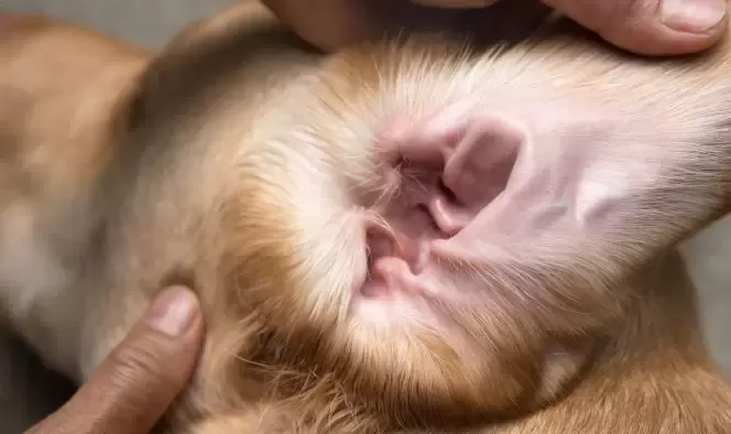 Oreille de chien rouge à l’intérieur