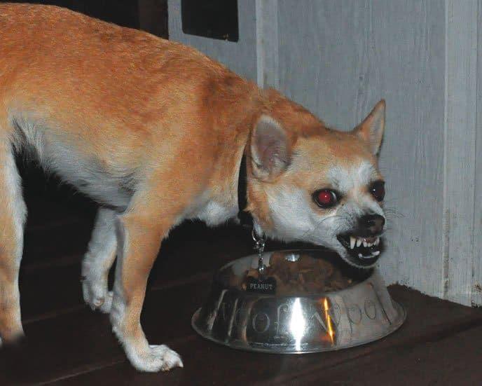 Resguardo de recursos en perros