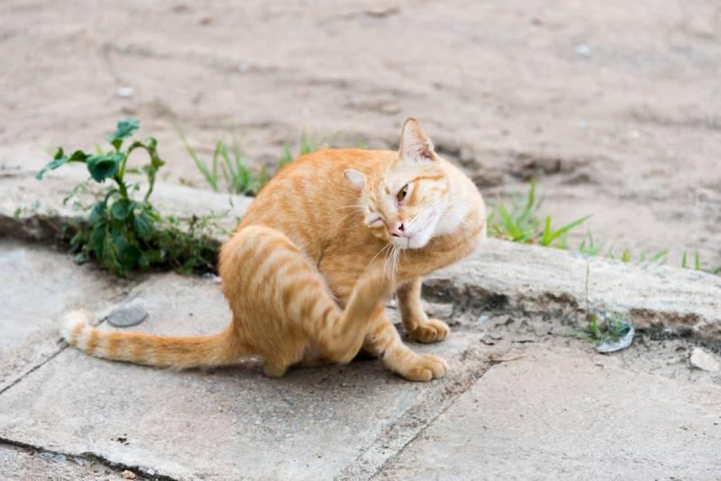 Cat Shakes Head But Ears Are Clean: What Does It Mean?