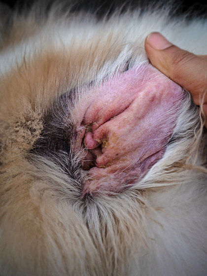 Symptome einer Innenohrentzündung bei Hunden