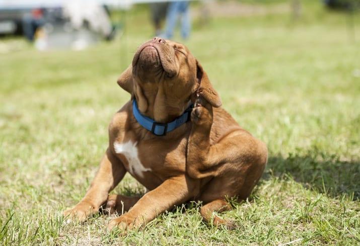 Dog Scratching But No Fleas: Causes and Solutions 2025