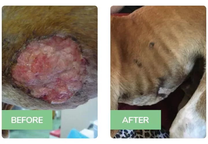 tumores cancerosos en la piel de los perros
