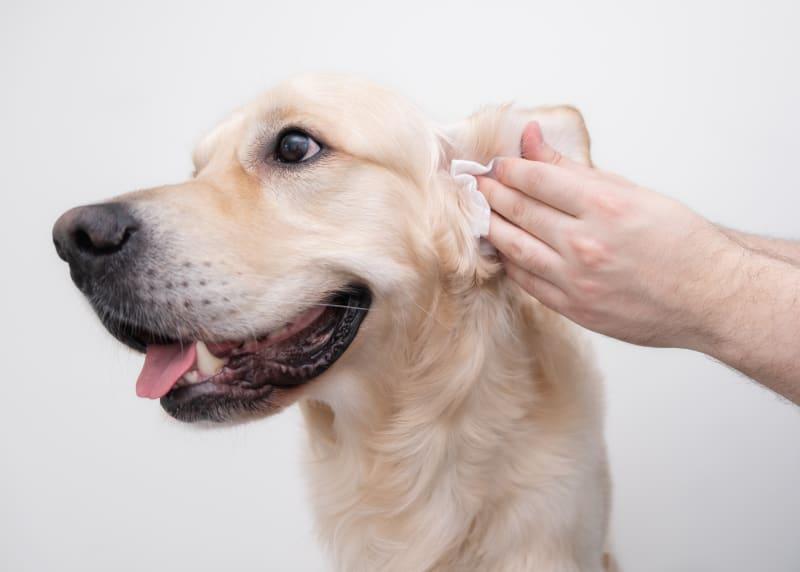 la oreja del perro está mojada por dentro