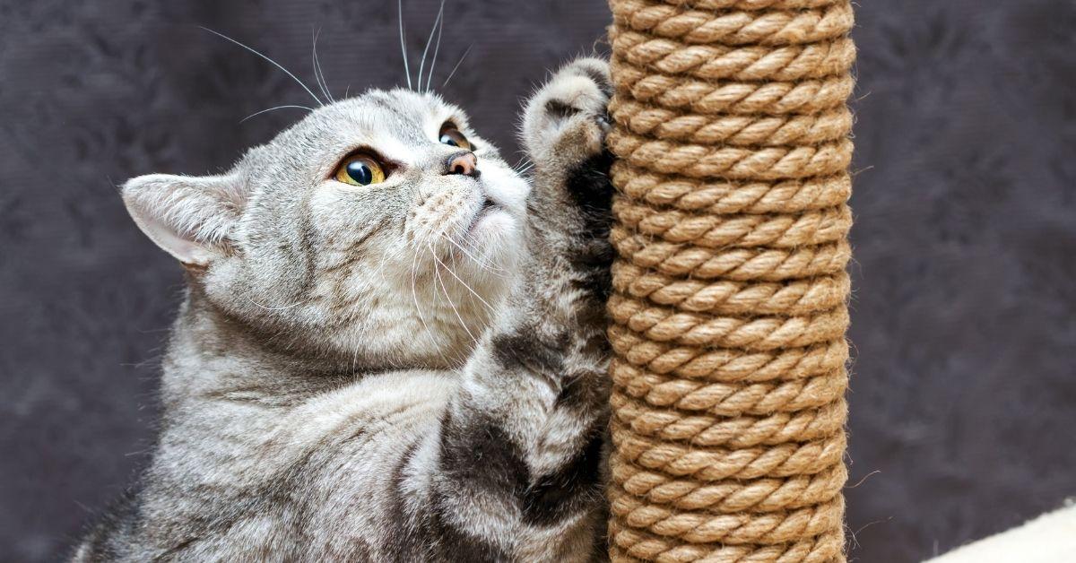 scabs on cats ears​