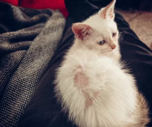 Why Is My Cat Balding? How to Help