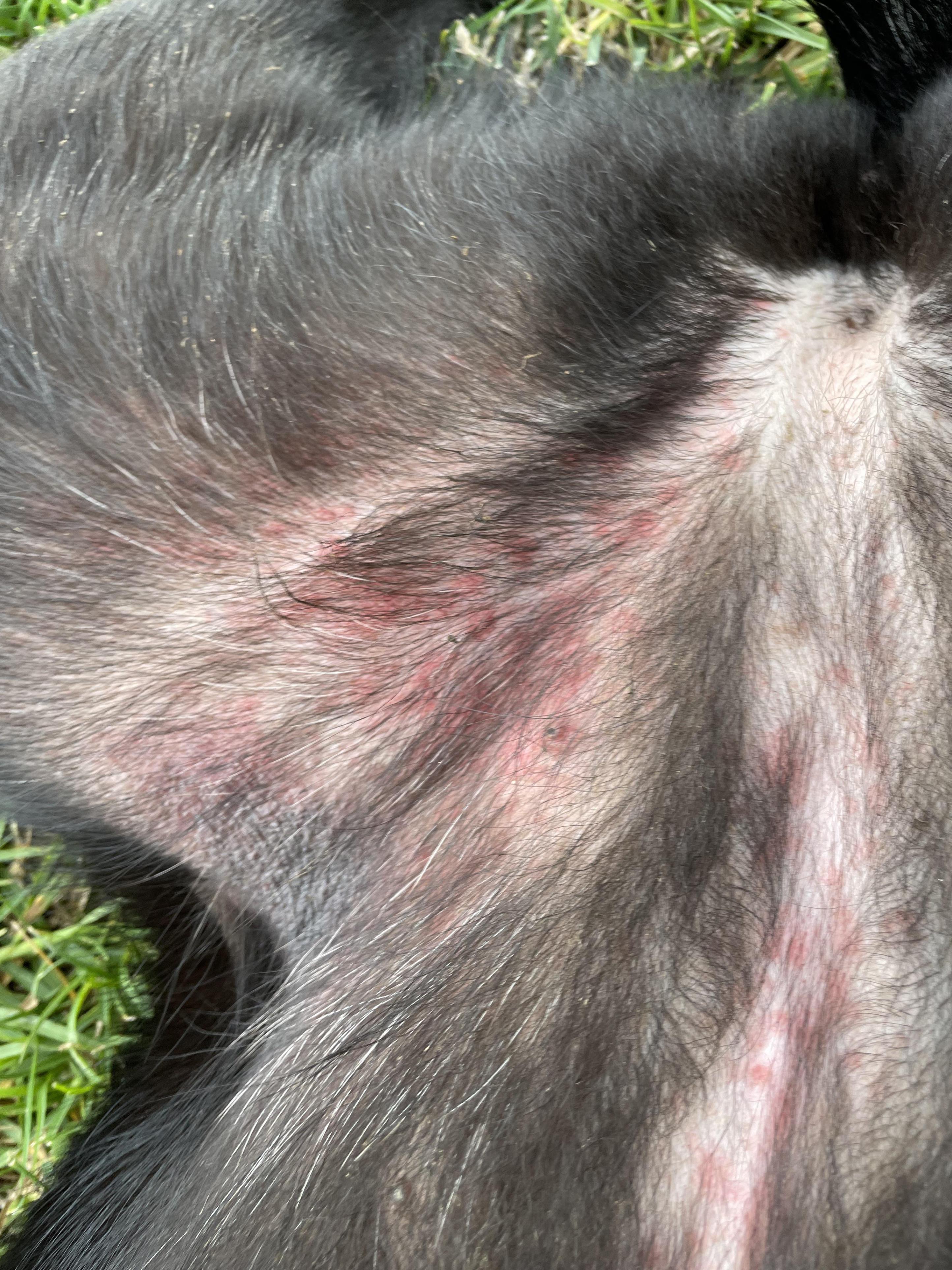 red blotches on dog's belly​