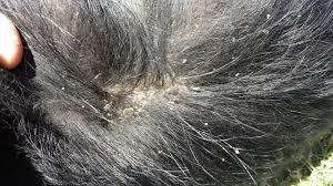 pele de gato seca escamosa