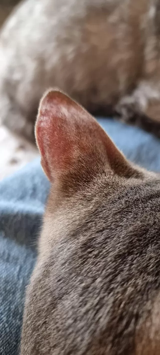Außenohranatomie der Katze