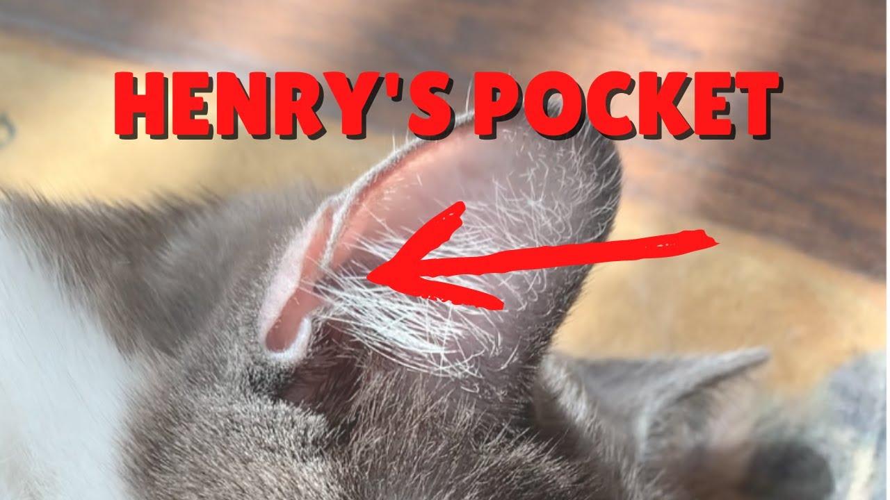 why do cats have slits in their ears​
