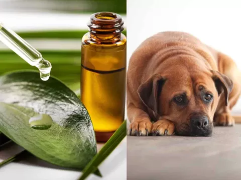 Comment traiter l’intoxication à l’huile d’arbre à thé chez les chiens