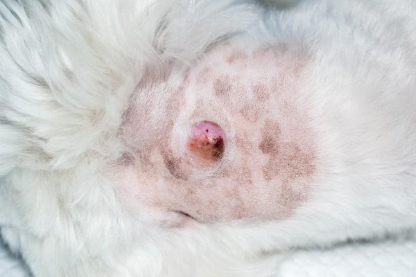 Tumores cancerígenos na pele dos cães: um guia completo