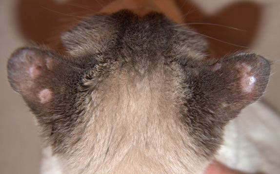 Ringworm on Cats' Ears: Causes, Symptoms, and Effective Treatments