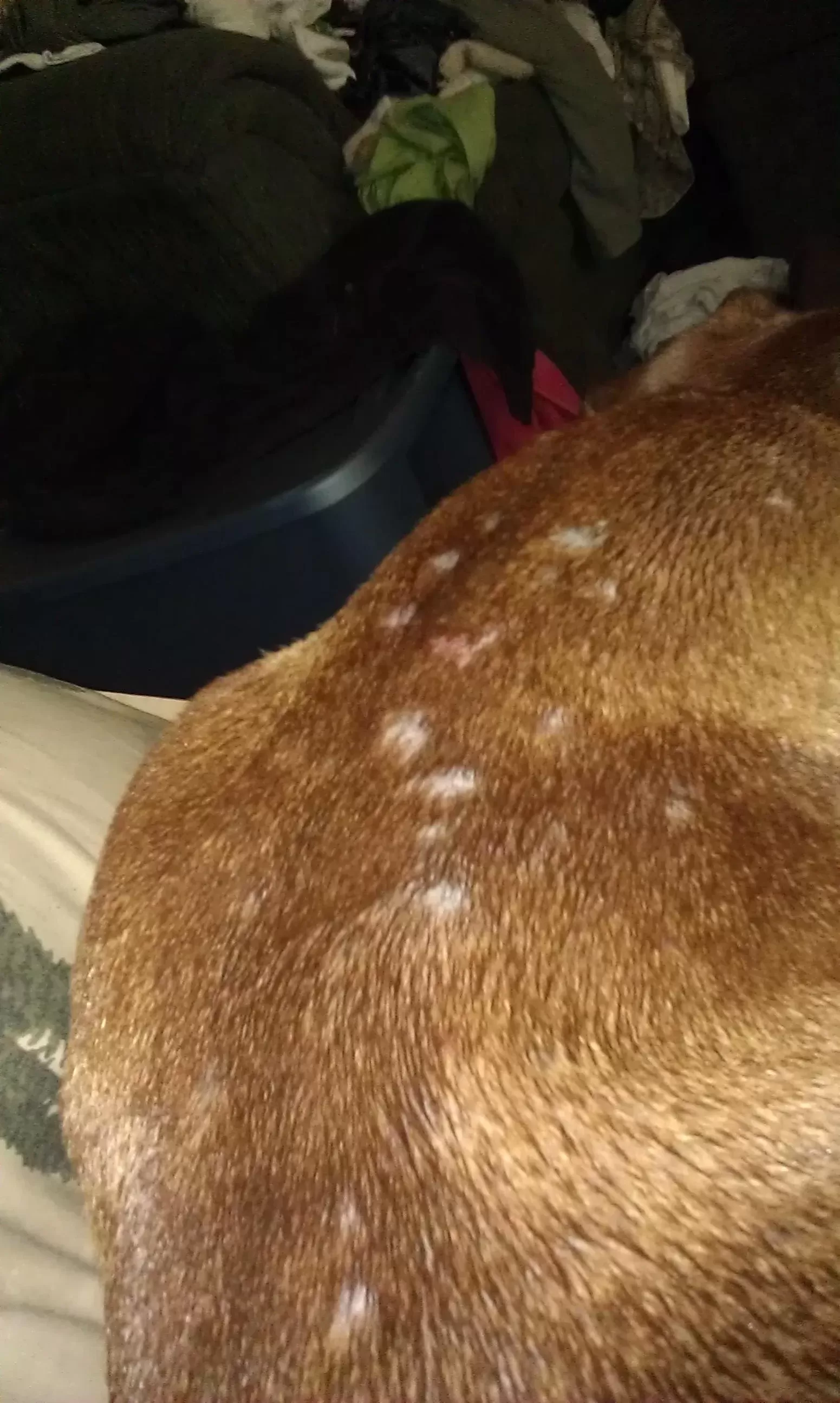 Taches chauves sur les chiens