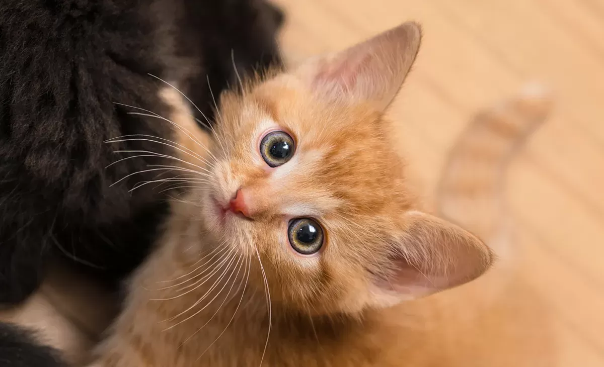 Explorando o significado da posição das orelhas de gato