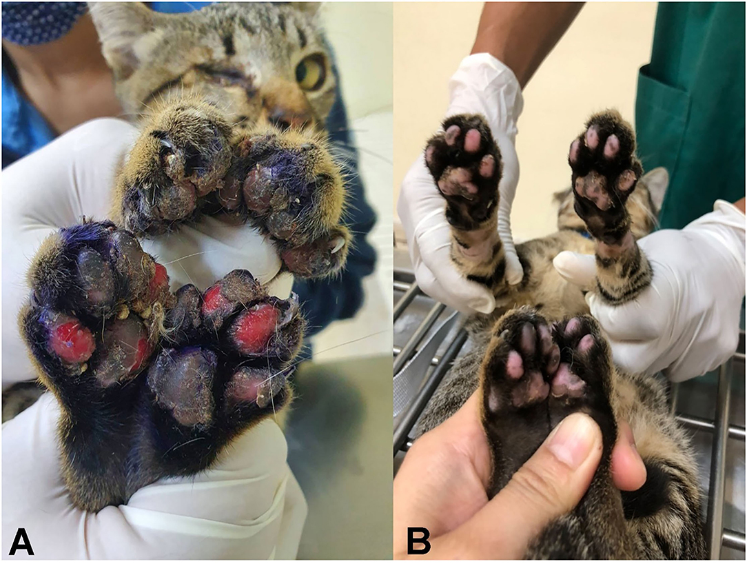 pododermatite chez les chats