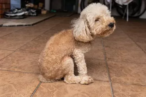 mi perro apesta sin importar lo que haga