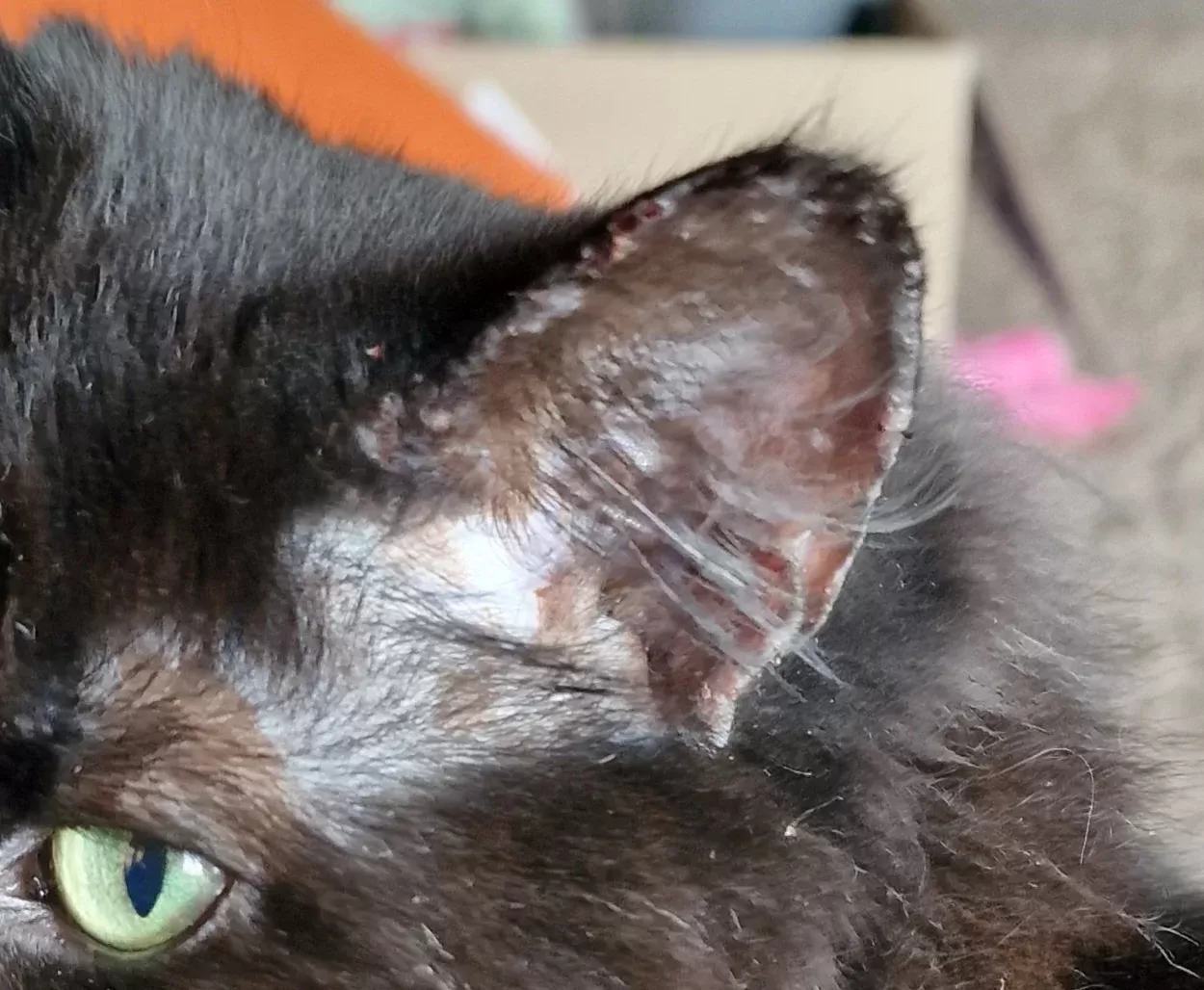 Costras en las orejas de los gatos: una guía completa