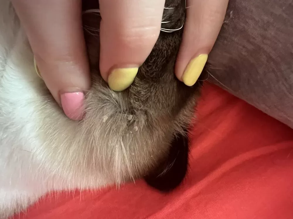 pele de gato seca escamosa