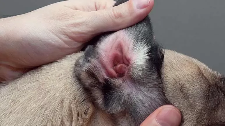 Oreille de chien rouge à l’intérieur